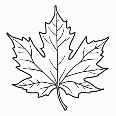 maple leaf coloring book